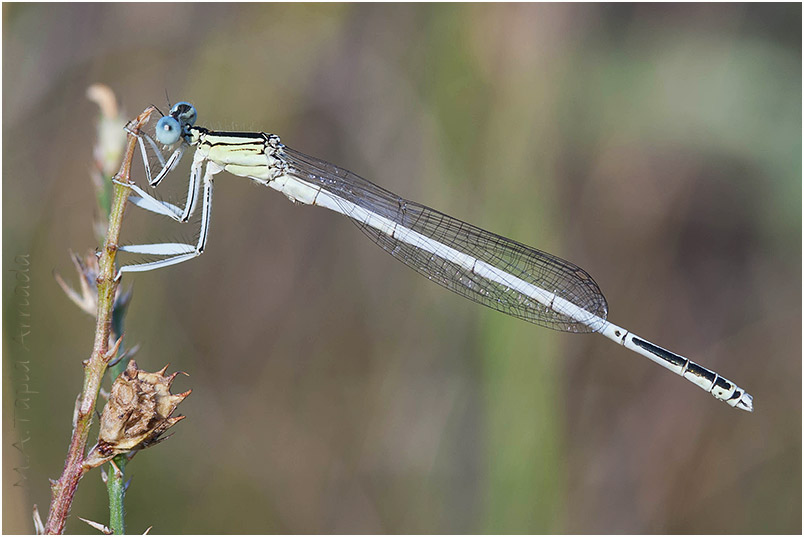 Platycnemis latipes photo 2